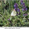 colias aurorina female1a